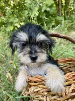 Morkie Male Puppy , a male Morkie for sale in Mountain View, AR – 2 of 3