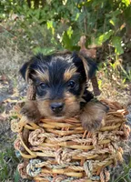 Yorkie Male Puppy , a male Yorkshire Terrier for sale in Mountain View, AR – 4 of 4