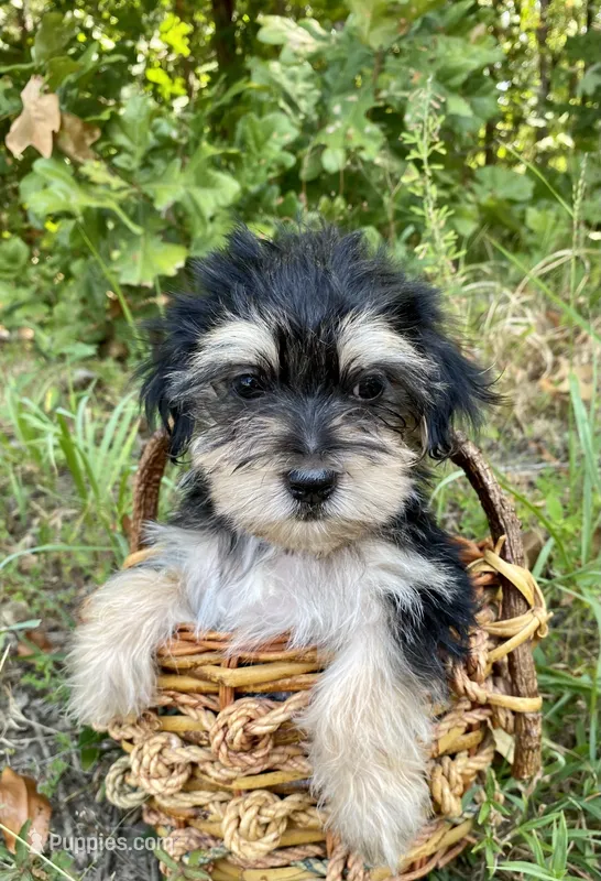 Morkie Male Puppy  – Morkie puppy for sale in Mountain View, AR