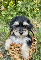 Morkie Male Puppy , a male Morkie for sale in Mountain View, AR – 1 of 3