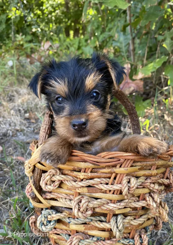 Yorkie Male Puppy  – Yorkshire Terrier puppy for sale in Mountain View, AR