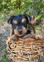 Yorkie Male Puppy , a male Yorkshire Terrier for sale in Mountain View, AR – 1 of 4