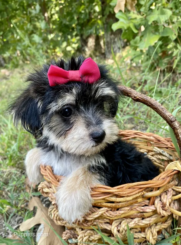 Morkie  – Morkie puppy for sale in Mountain View, AR