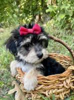 Morkie , a female Morkie for sale in Mountain View, AR – 1 of 3