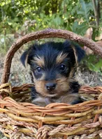 Yorkie Male Puppy , a male Yorkshire Terrier for sale in Mountain View, AR – 3 of 4