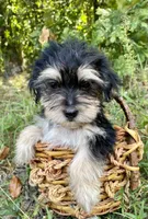 Morkie Male Puppy , a male Morkie for sale in Mountain View, AR – 3 of 3