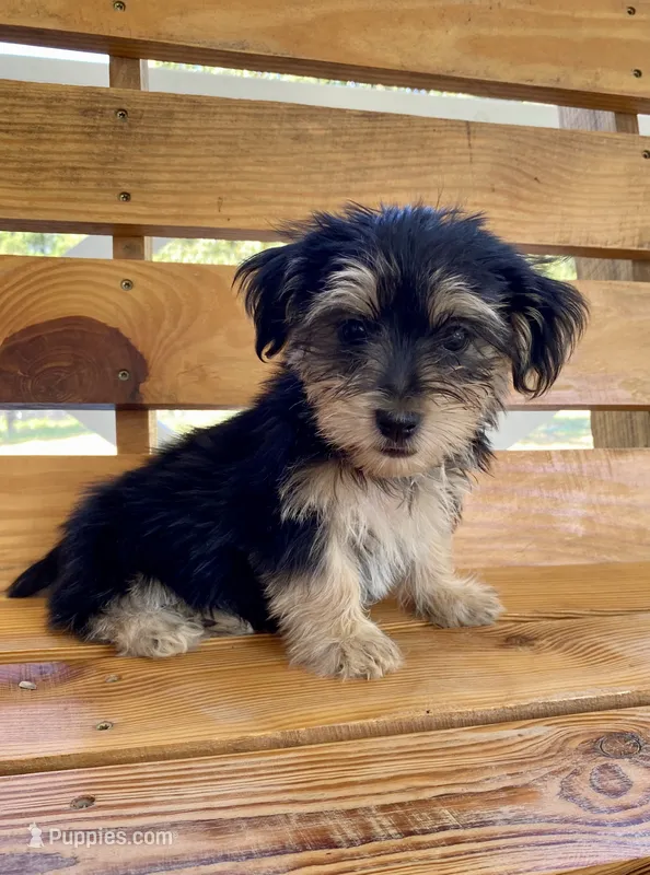 Morkie Male Puppy  – Morkie puppy on hold in Mountain View, AR