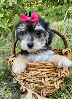 Morkie , a female Morkie for sale in Mountain View, AR – 3 of 3