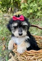 Morkie , a female Morkie for sale in Mountain View, AR – 2 of 3