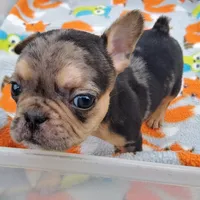 #4 Male Frenchie Puppy, a male French Bulldog for sale in Augusta, GA – 6 of 8