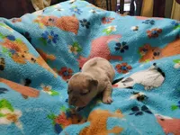 #1 Female Frenchie Puppy, a female French Bulldog for sale in Augusta, GA – 2 of 5