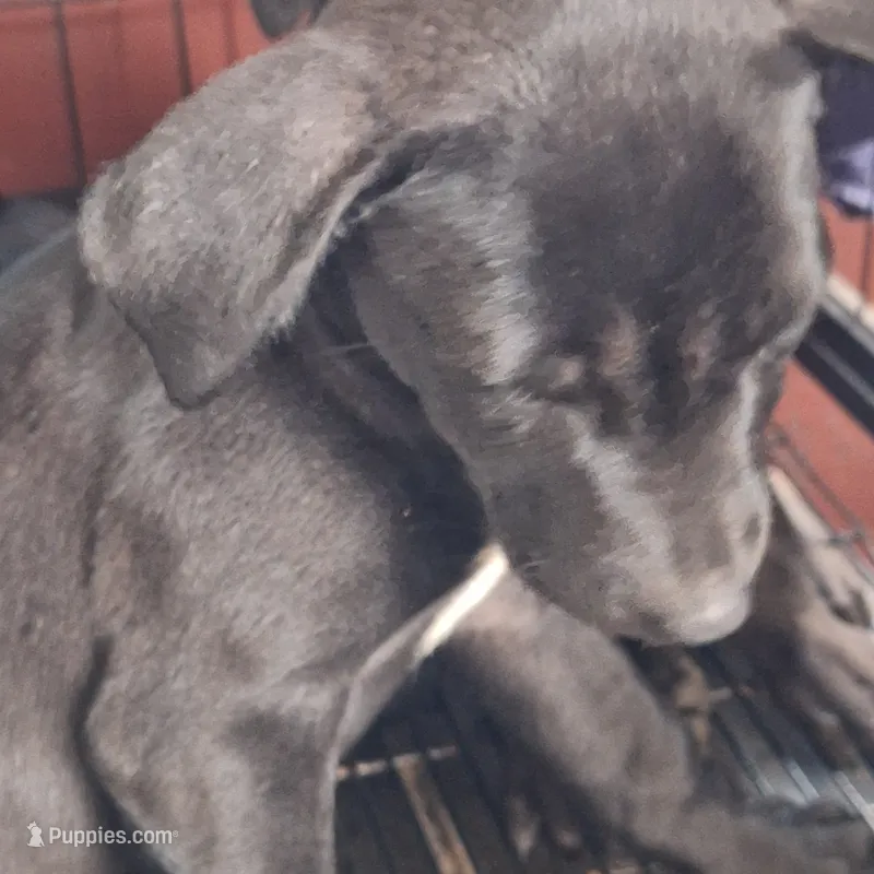 #3 Female Mix puppy – Labrador Retriever puppy for sale in Augusta, GA
