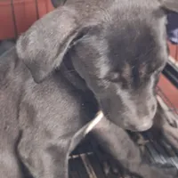 #3 Female Mix puppy, a female Labrador Retriever for sale in Augusta, GA – 1 of 3