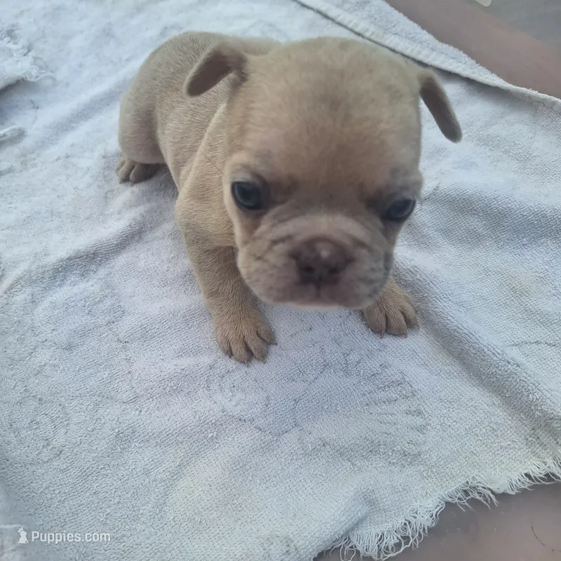 #4 Female Frenchie Puppy – French Bulldog puppy for sale in Augusta, GA