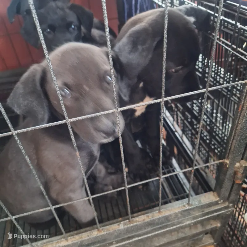 #4 Female Mix puppy – Labrador Retriever puppy for sale in Augusta, GA