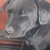 #2 Female Mix Puppy, a female Labrador Retriever for sale in Augusta, GA – 2 of 3