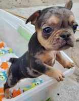 #4 Male Frenchie Puppy, a male French Bulldog for sale in Augusta, GA – 4 of 8