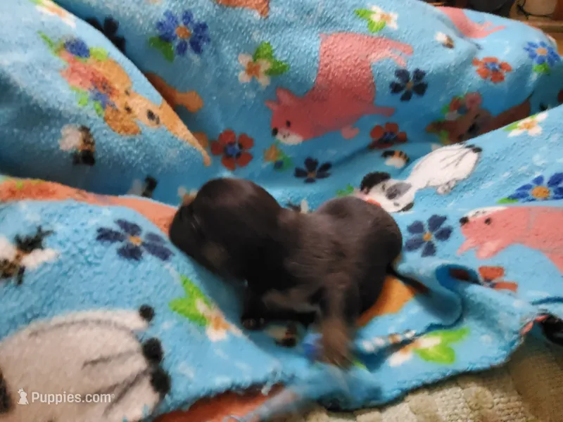 #3 Female Frenchie Puppy – French Bulldog puppy for sale in Augusta, GA