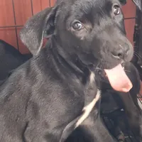 #3 Female Mix puppy, a female Labrador Retriever for sale in Augusta, GA – 2 of 3