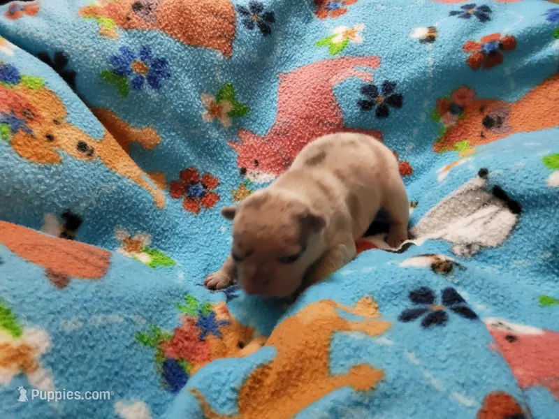 #1 Female Frenchie Puppy – French Bulldog puppy for sale in Augusta, GA