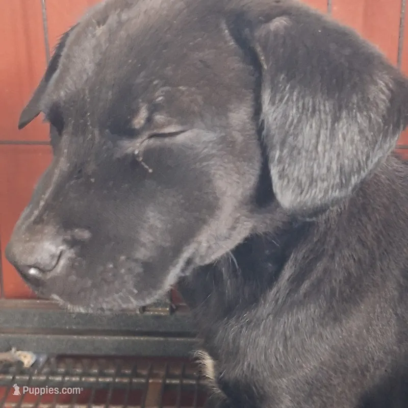 #2 Female Mix Puppy – Labrador Retriever puppy for sale in Augusta, GA