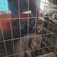 #3 Female Mix puppy, a female Labrador Retriever for sale in Augusta, GA – 3 of 3