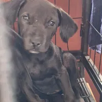 #4 Female Mix puppy, a female Labrador Retriever for sale in Augusta, GA – 2 of 3