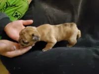 #2 Female Frenchie Puppy, a female French Bulldog for sale in Augusta, GA – Photo 2 of 4