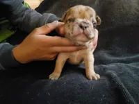 #2 Female Frenchie Puppy, a female French Bulldog for sale in Augusta, GA – Photo 3 of 4