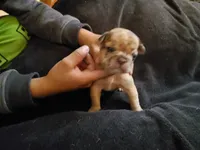 #2 Female Frenchie Puppy, a female French Bulldog for sale in Augusta, GA – Photo 4 of 4