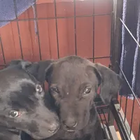 #4 Female Mix puppy, a female Labrador Retriever for sale in Augusta, GA – 3 of 3