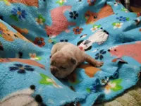 #2 Male Frenchie Puppy, a male French Bulldog for sale in Augusta, GA – 4 of 5