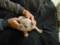 #4 Female Frenchie Puppy, a female French Bulldog for sale in Augusta, GA – Photo 5 of 5