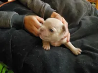 #4 Female Frenchie Puppy, a female French Bulldog for sale in Augusta, GA – Photo 2 of 5