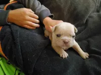 #4 Female Frenchie Puppy, a female French Bulldog for sale in Augusta, GA – Photo 1 of 5