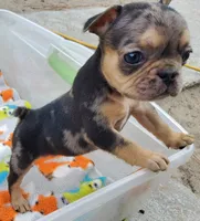 #4 Male Frenchie Puppy, a male French Bulldog for sale in Augusta, GA – 3 of 8