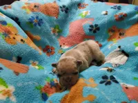 #1 Female Frenchie Puppy, a female French Bulldog for sale in Augusta, GA – 3 of 5