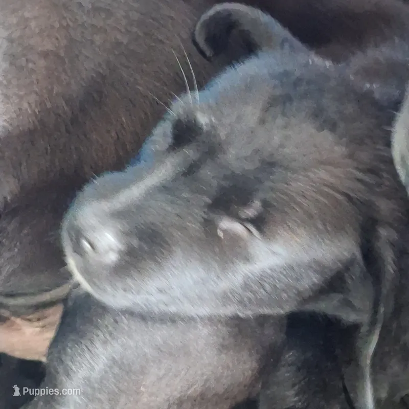 #1 Male Mix Puppy – Labrador Retriever puppy for sale in Augusta, GA