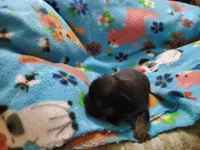 #3 Female Frenchie Puppy, a female French Bulldog for sale in Augusta, GA – 4 of 4