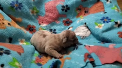 #1 Female Frenchie Puppy, a female French Bulldog for sale in Augusta, GA – 5 of 5