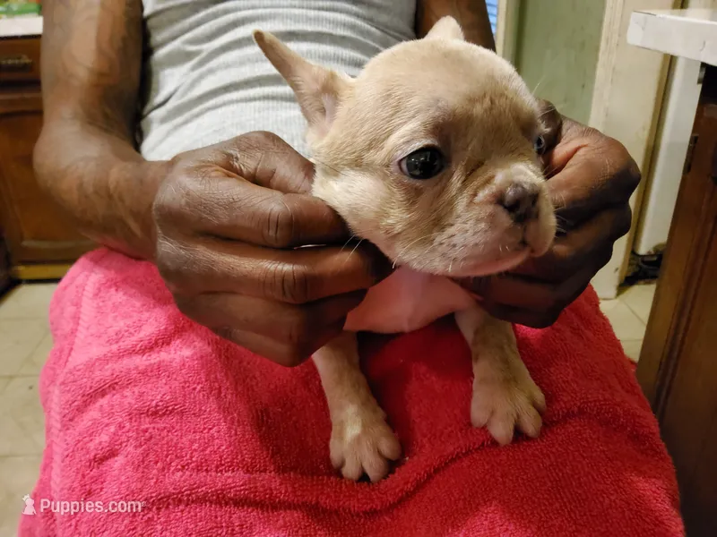 #4 Female Frenchie Puppy – French Bulldog puppy for sale in Augusta, GA