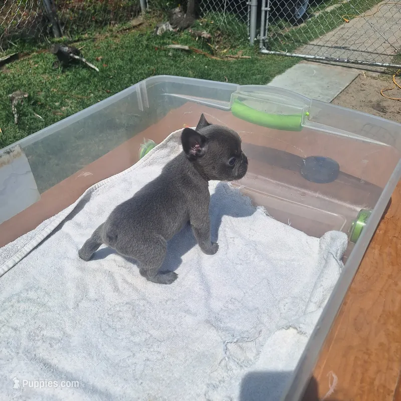 #1 Male Frenchie Puppy – French Bulldog puppy for sale in Augusta, GA