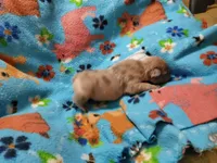 #2 Male Frenchie Puppy, a male French Bulldog for sale in Augusta, GA – 3 of 5