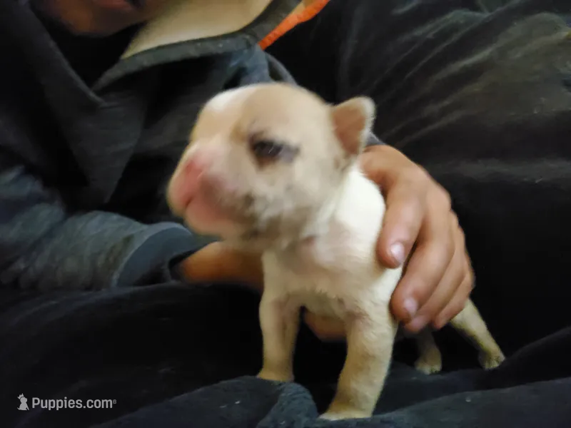 #3 Female Frenchie Puppy – French Bulldog puppy for sale in Augusta, GA