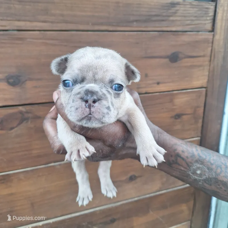 #2 Male Frenchie Puppy – French Bulldog puppy for sale in Augusta, GA