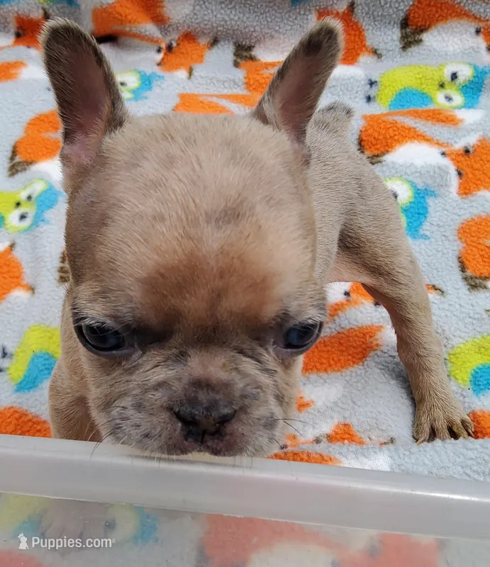 #2 Male Frenchie Puppy – French Bulldog puppy on hold in Augusta, GA