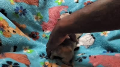 #2 Male Frenchie Puppy, a male French Bulldog for sale in Augusta, GA – 5 of 5
