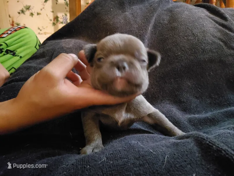 #1 Male Frenchie Puppy – French Bulldog puppy for sale in Augusta, GA