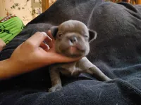 #1 Male Frenchie Puppy, a male French Bulldog for sale in Augusta, GA – Photo 1 of 4