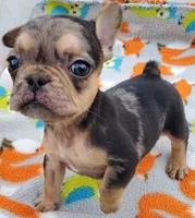#4 Male Frenchie Puppy, a male French Bulldog for sale in Augusta, GA – 7 of 8